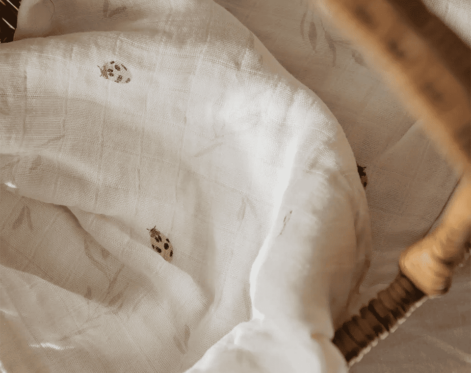 זוג חיתולי במבוק חיפושית