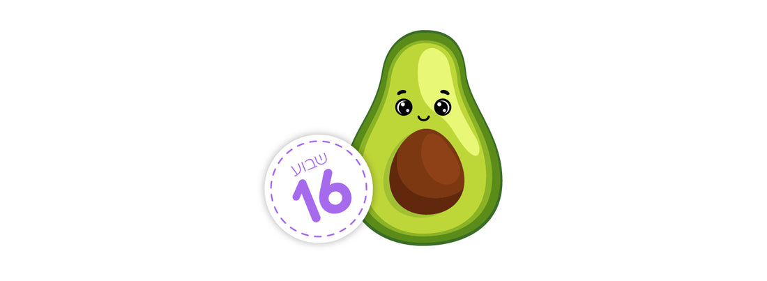 שבוע 16 – למה לצפות כשאת מצפה?