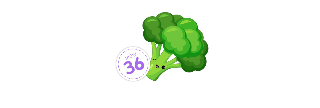שבוע 36 להריון – מתי הגוף שלי מתחיל להתכונן ללידה?